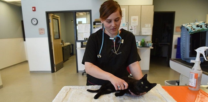 Female vet examining black cat