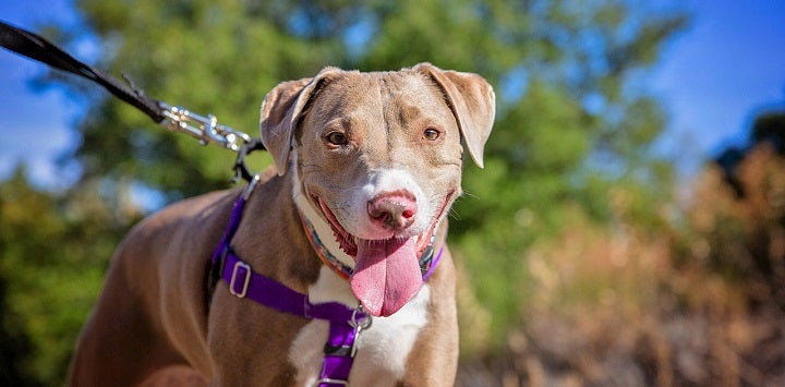 Tan pit bull dog wearing a purple harness with tongue sticking out in front of tree and blue sky