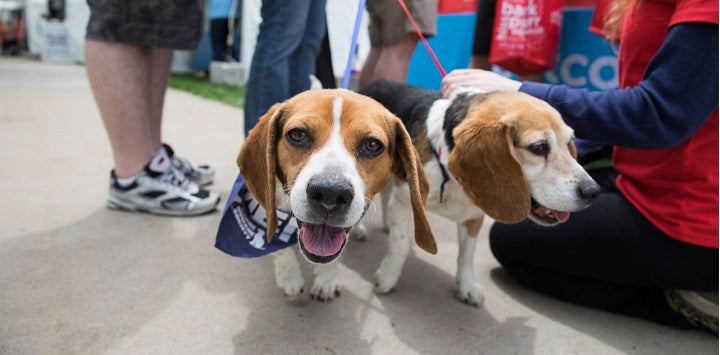 Two beagles walking next to each other