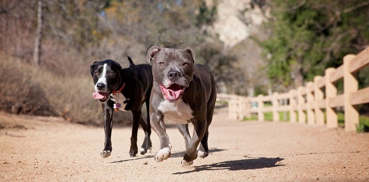 Two dogs running on path