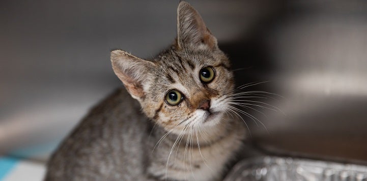 Young tabby cat in crate looking at camera with head slanted to the slide