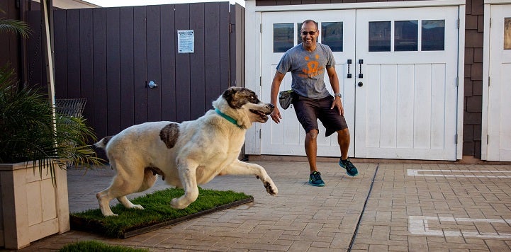 Man in gray shirt playing with black and white dog getting ready to run