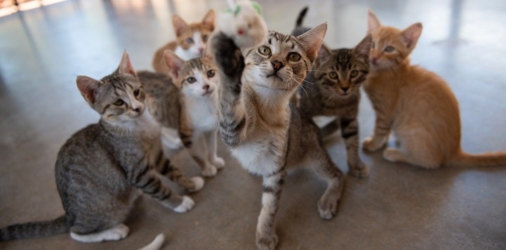 Kitten standing in a group with one hitting toy with front paw