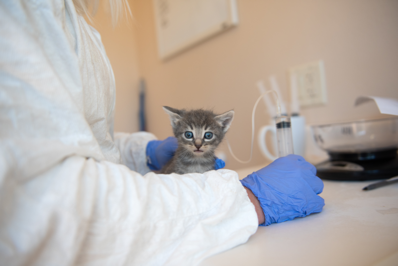 Veterinarian holding a kitten on a counter.