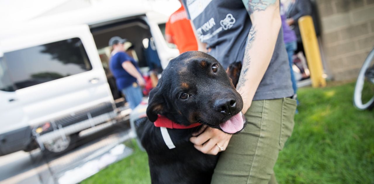 black dog standing in person's arms