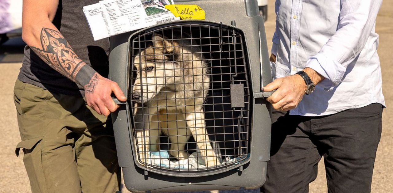 Two people transporting husky in a crate