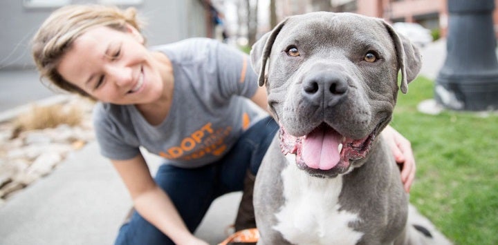 Blonde woman in gray shirt kneeling behind gray and white pit bull