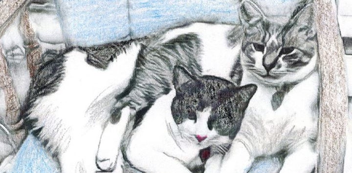 Pencil drawing of two black and white cats lying together
