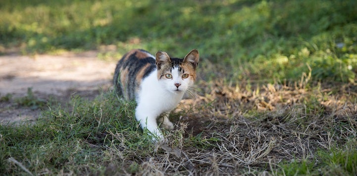 Calico community cat walking in grass