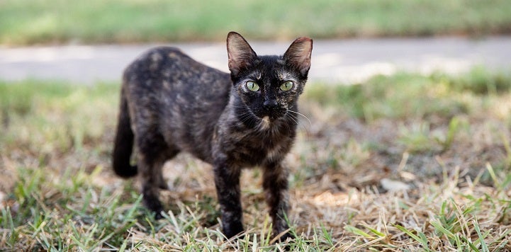 Black and brown cat with left ear tip standing in grass