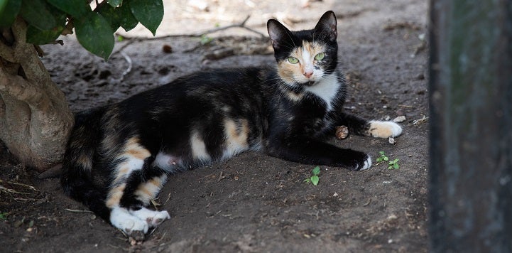 Black, white, and brown community cat lying on the ground in the shade