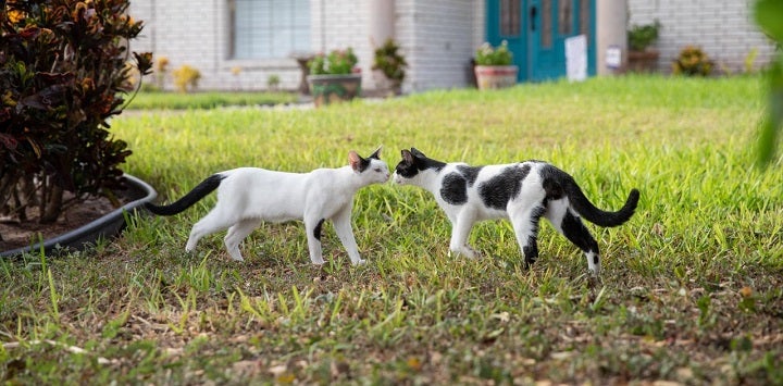 White cat and black and white cat sniffing each other nose to nose