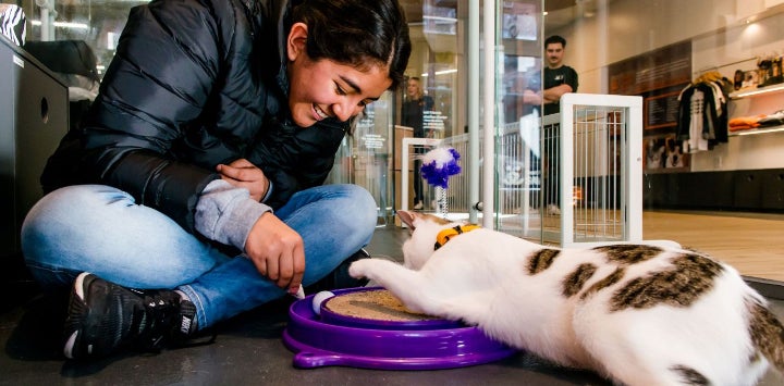 Woman playing with adoptable cat