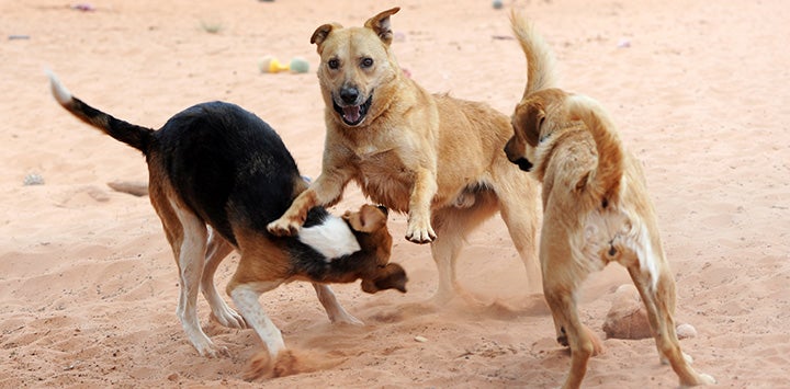 Three large dogs playing together
