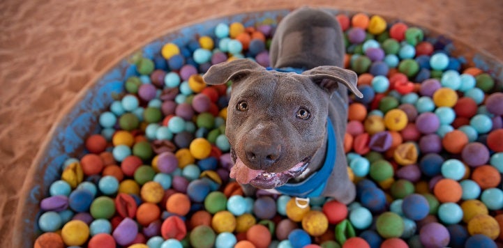 Gray dog in pool full of colorful balls