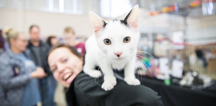 White cat on person's shoulder