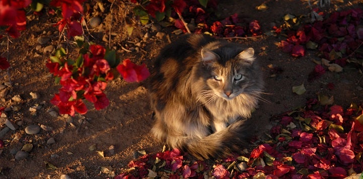 Brown and black cat lying on the ground in red flower petals