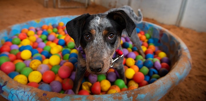 Black and white speckled dog in baby pool with colored balls