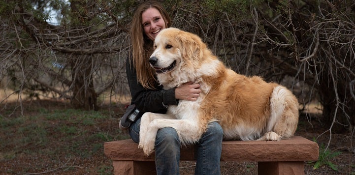 Big brown and white dog lying across lap of person