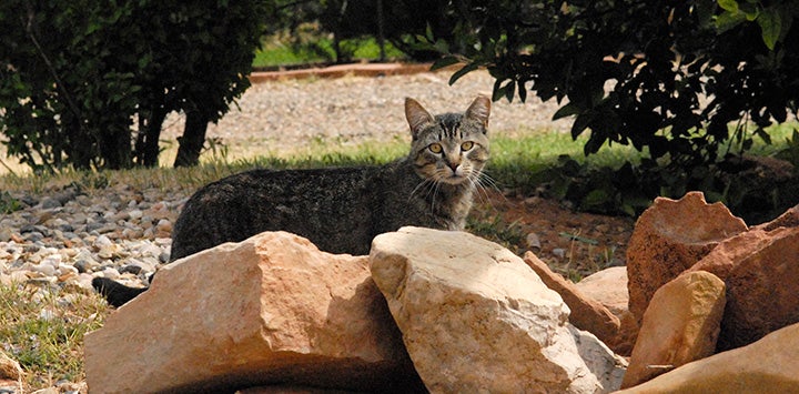 Brown tabby feral cat behind some rocks