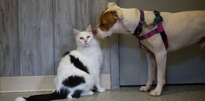 Black and white cat being sniffed by white and tan dog wearing a harness