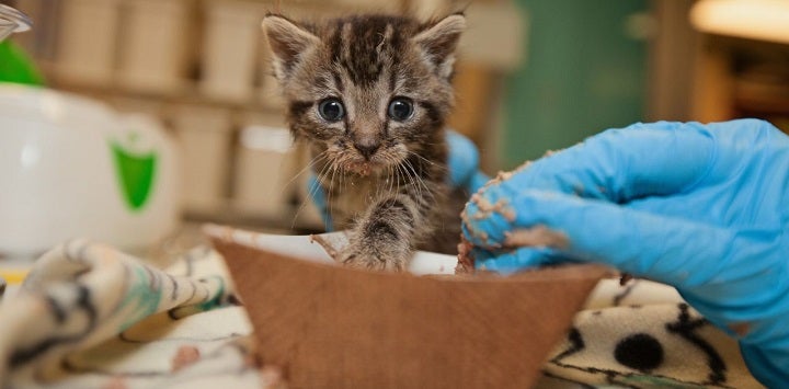 Gray tabby kitten being fed canned food from brown bowl by blue gloved hand
