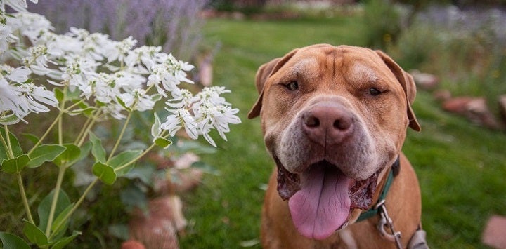 Brown pit bull sitting with mouth open to the right of white flowers