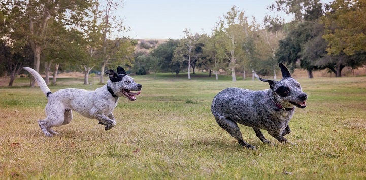 Two black and white puppies running