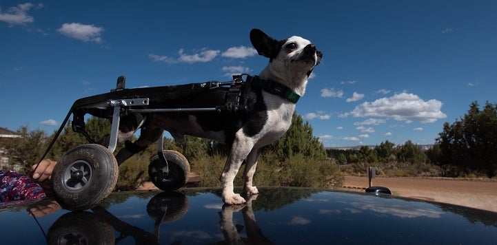 Small black and white dog in wheelchair with blue sky in background