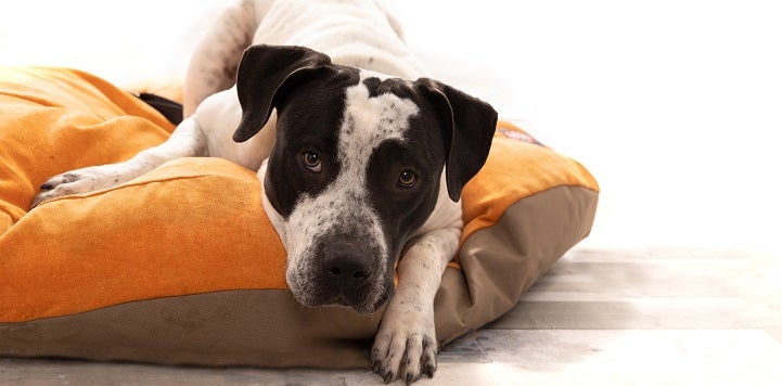 Black and white dog lying on stomach on orange bed