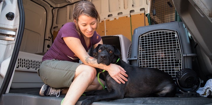 Woman in purple shirt petting black dog in the back of transport van