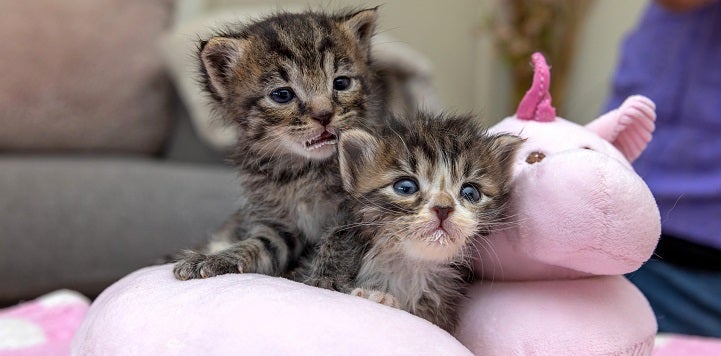 Two tabby kittens lying in pink unicorn bed