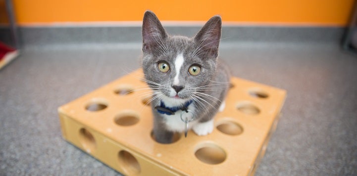 Gray kitten standing in wooden cat toy with holes