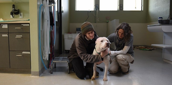 Vet examining white dog while person in beanie sits beside 