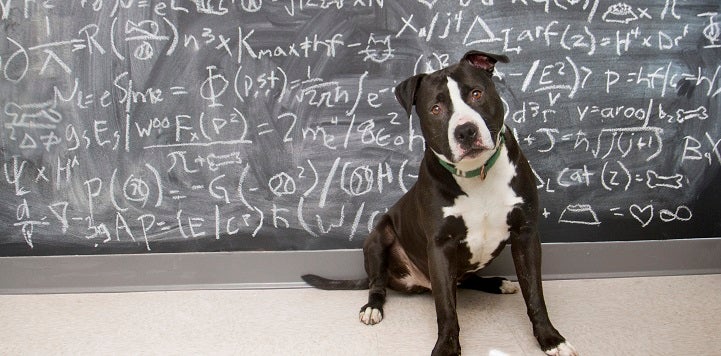 Black and white dog in front of blackboard with formulas written on it