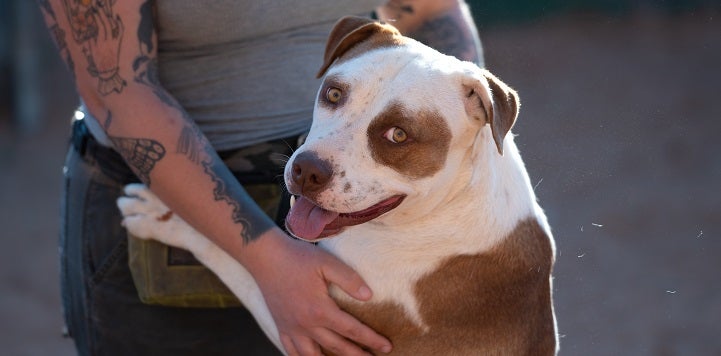 Brown and white dog standing up and leaning on person