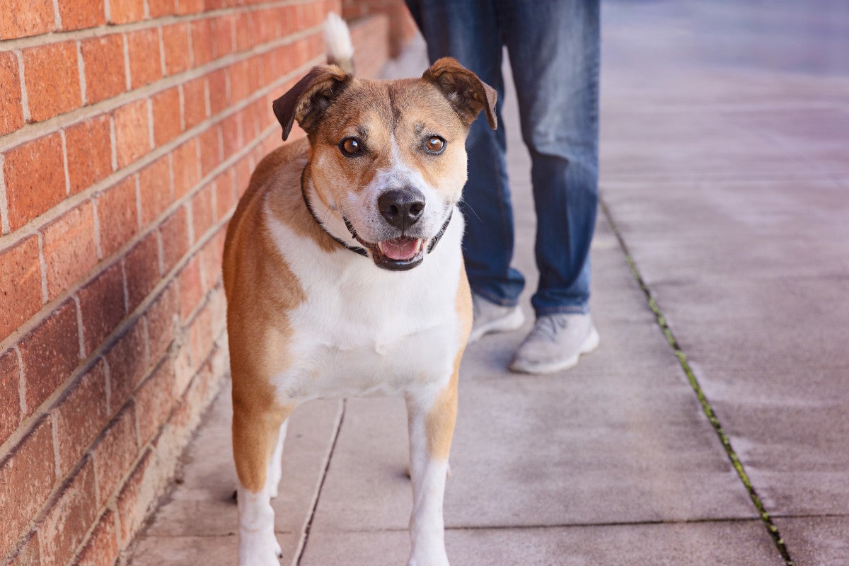 Dog being walked by a person next to a brick wall