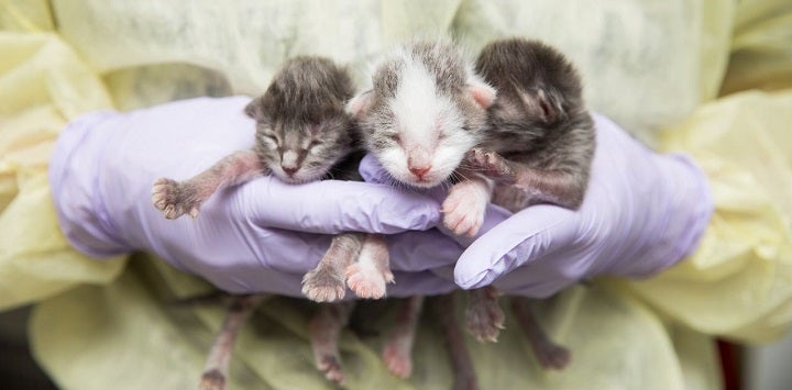 Three neonate kittens being held by person wearing purple gloves