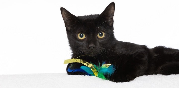 Black cat lying on white bed holding green and yellow toy