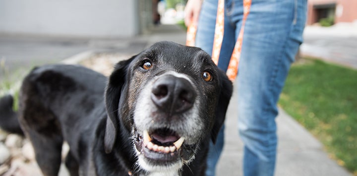 A black Labrador mix with a gray muzzle on a Best Friends orange and white leash