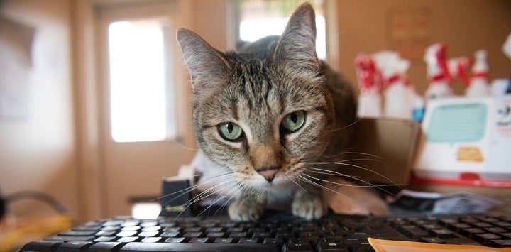 Tabby cat lying on black keyboard