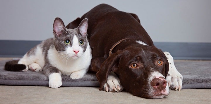 Black and white dog lying next to gray and white cat on gray blanket