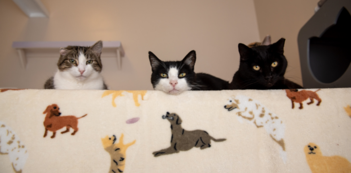 Three cats looking over back of couch