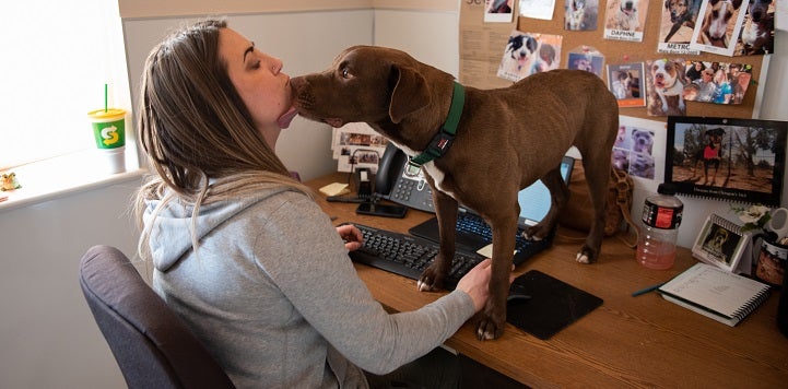 Brown dog standing on desk licking woman sitting in chair