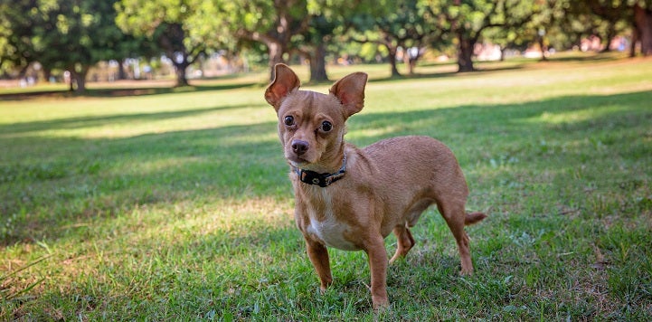 Small brown dog standing in grass