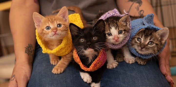 Four kittens in sweaters sitting on lap