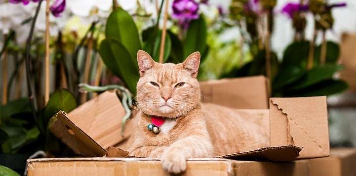 Orange cat lying in box with front paw outstretched with flowers in the background