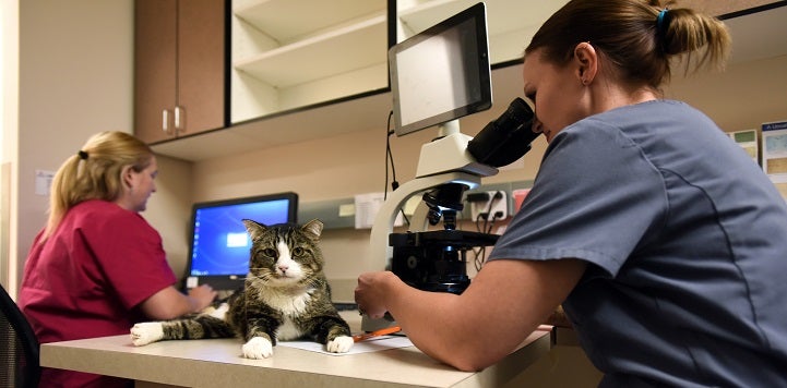 Cat lying in table while person in blue scrubs looks in microscope