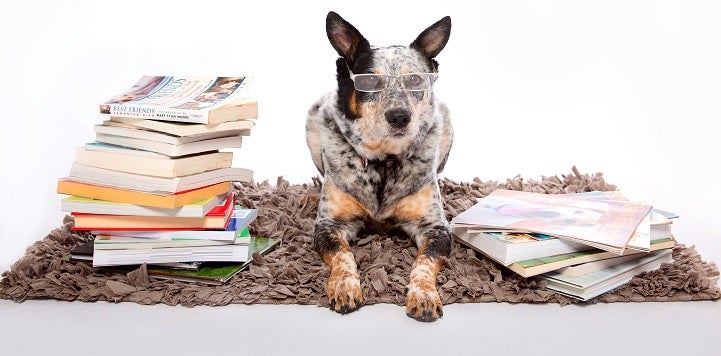 Black and white dog with glasses on lying next to stack of books