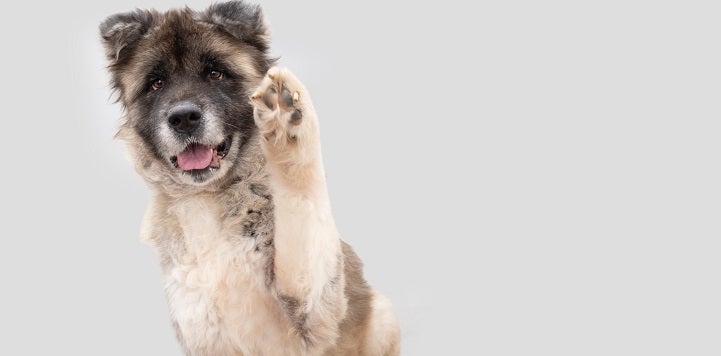 Fluffy dog with paw up headshot